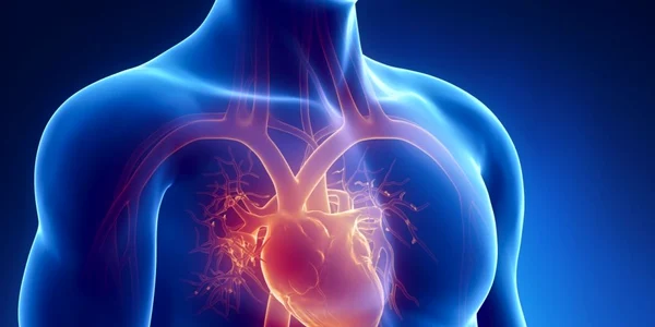 inima organ corpul uman FOTO shutterstock