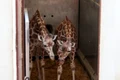 girafe jpg
