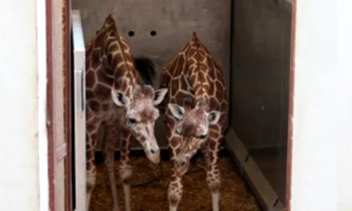 girafe jpg
