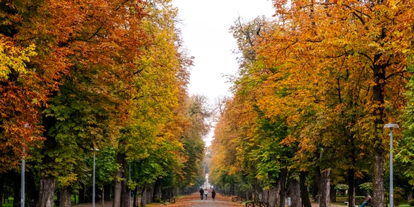 parcul central cluj toamna foto primaria cluj jpg