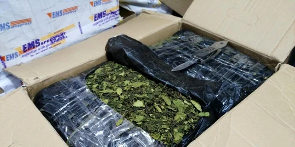 Khat - noul drog de pe piaţa din Europa vine din Africa prin România