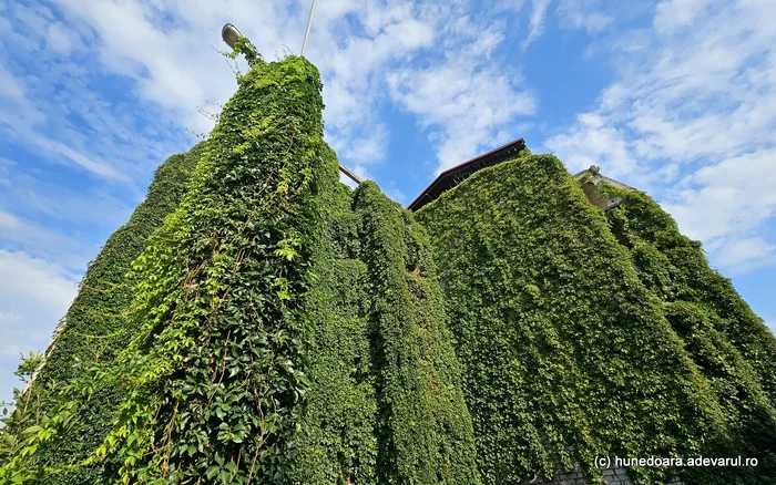 Blocul din Hunedoara, înghițit de iederă. Foto: Daniel Guță. ADEVĂRUL