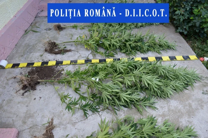 Plantele de cannabis descoperite la percheziţie