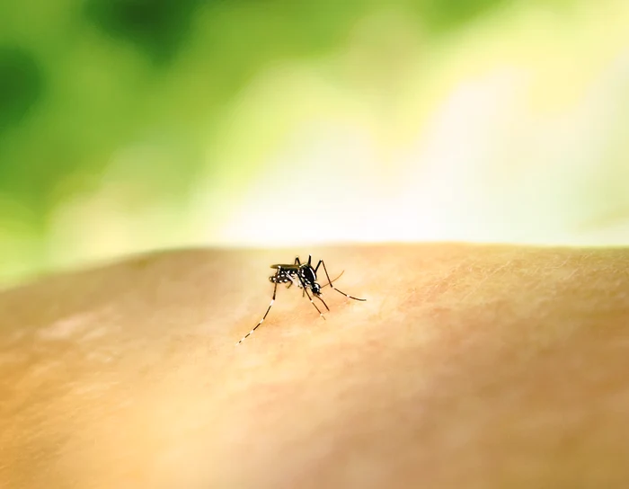 Primul caz de virus West Nile, transmis de țânțari, confirmat în Grecia/ sursa Unsplash