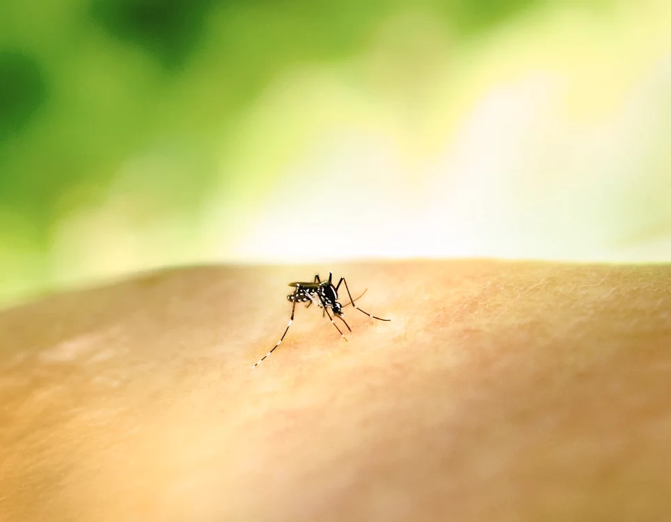 Primul caz de virus West Nile, transmis de țânțari, confirmat în Grecia/ sursa Unsplash