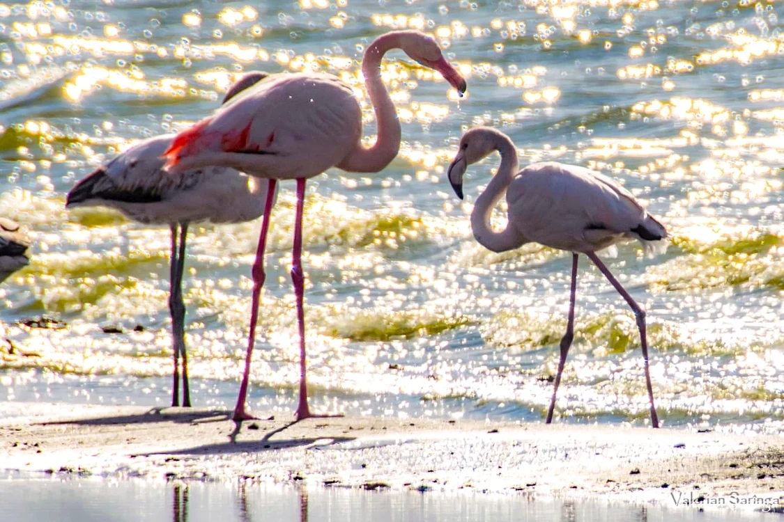 Flamingo pe Lacul Techirghiol SURSA Facebook / Valerian Șărînga