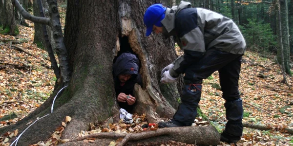 Biologii de la APM au instalat echipamente profesionale în 15 bârloguri. Foto: Life Nature