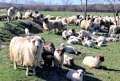 oi si miei judetul olt, bobicesti   foto ionelia nuca (4) jpeg