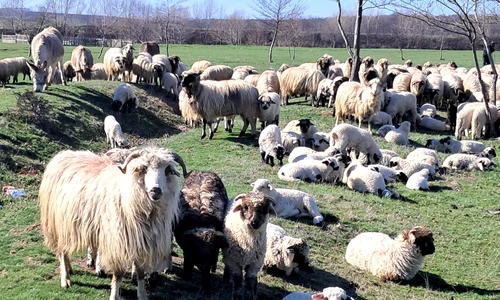 oi si miei judetul olt, bobicesti   foto ionelia nuca (4) jpeg