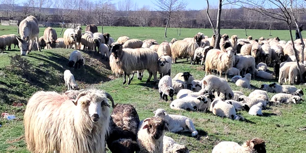 oi si miei judetul olt, bobicesti   foto ionelia nuca (4) jpeg