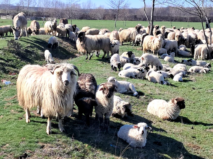 Zvonurile privind blocarea exporturilor au dus la scăderea prețului mieilor FOTO: Ionelia Nucă