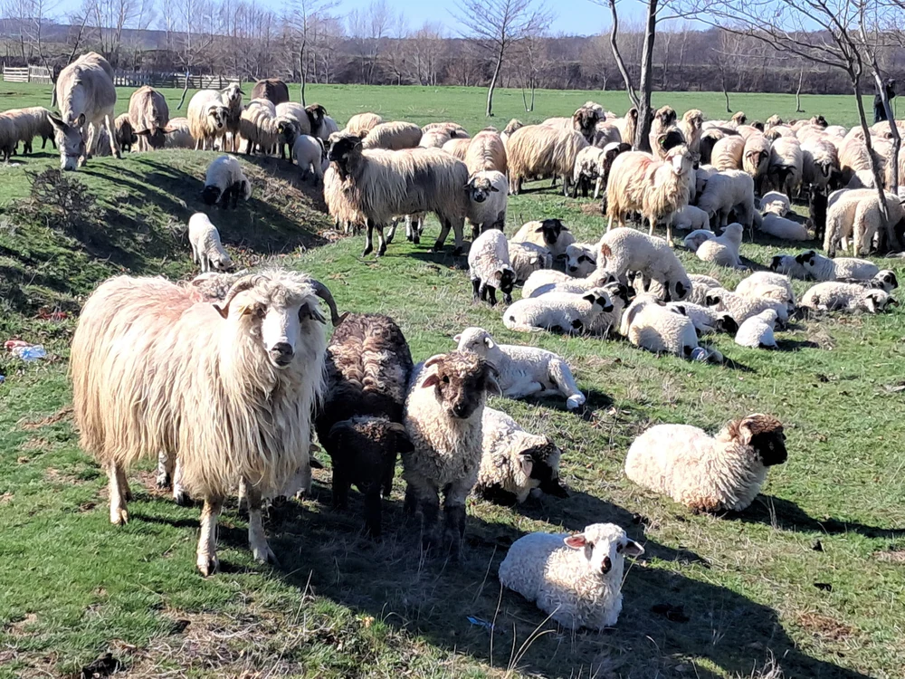 Crescătorii de oi, tentați să vândă mieii de Paște pentru export. „E o decizie grea. Românii mai vor și nu prea”
