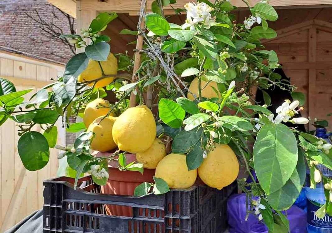 Lămâile uriașe sunt ideale pentru părjituri FOTO Adevărul