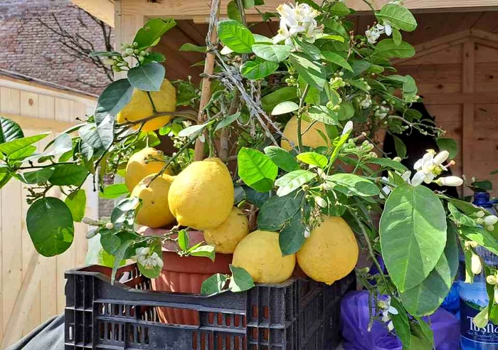 Lămâile uriașe sunt ideale pentru părjituri FOTO Adevărul