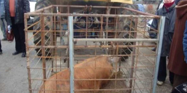 Comercianții de animale au fost amendați drastic Foto: DSVSA Mehedinți