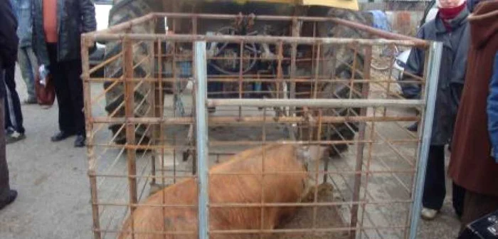 Comercianții de animale au fost amendați drastic Foto: DSVSA Mehedinți