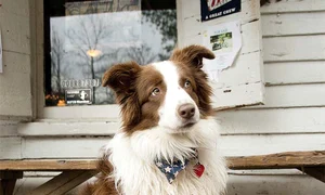 24 peglob 7 caine candidat jpeg