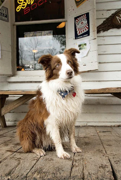 
    Lucy Lou (9 ani), din rasa  border collie, este  primar din 2008  
