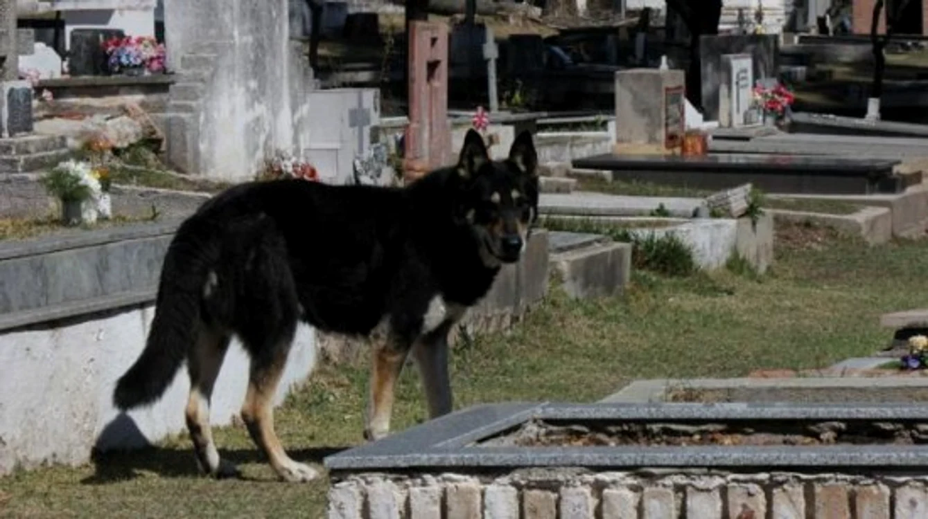 Capitán