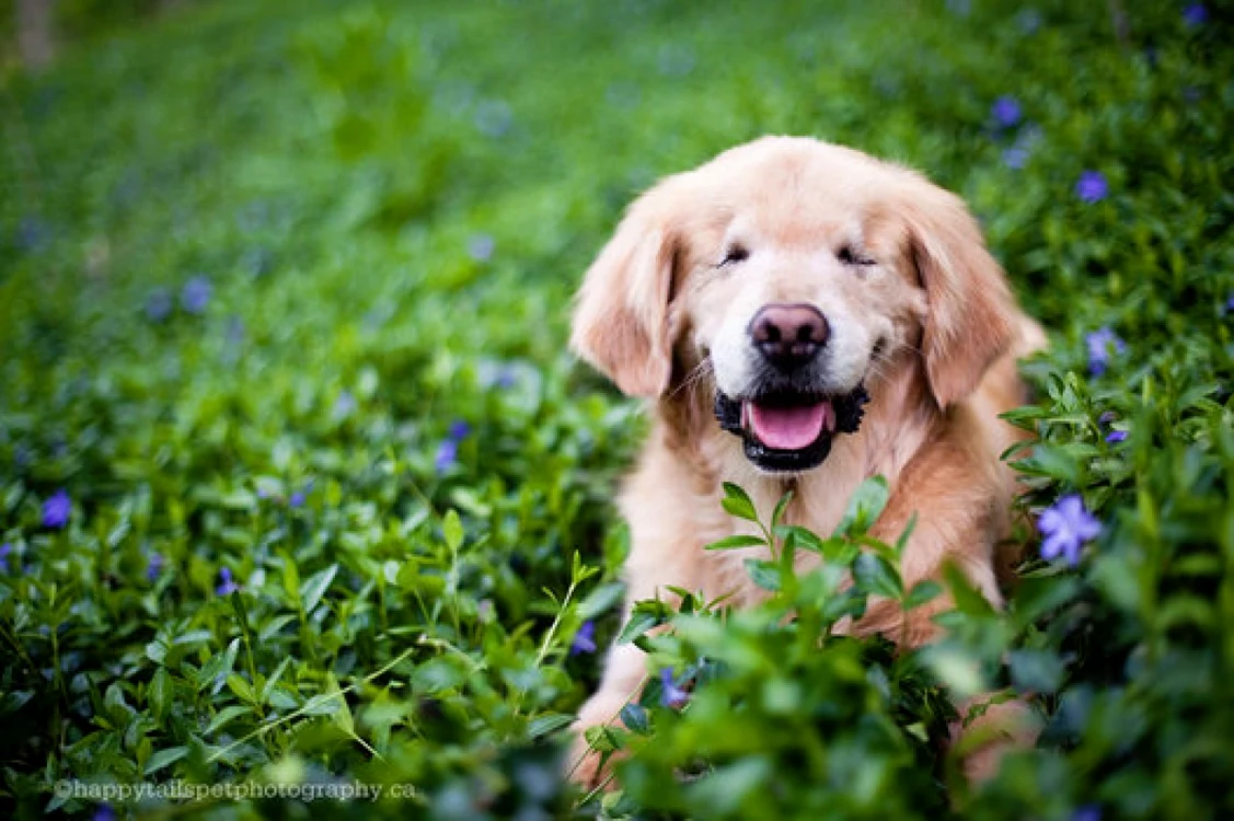 Smiley a fost salvat de la moarte de canadianca Joanne George. FOTO Huffington Post