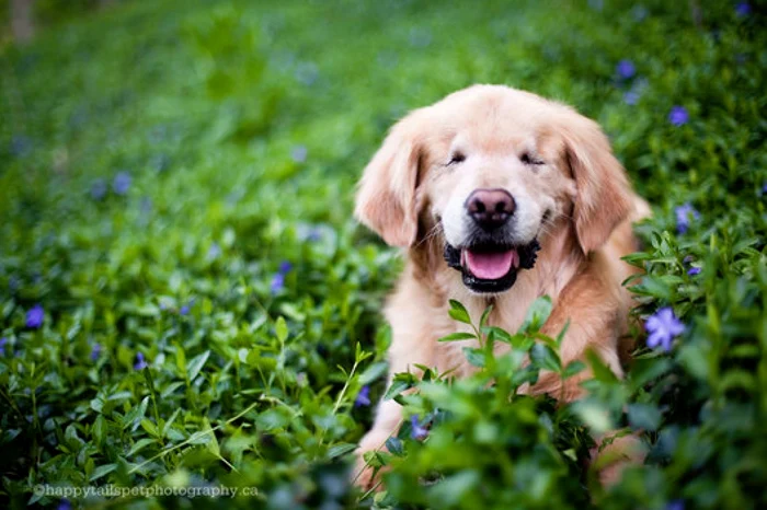 Smiley a fost salvat de la moarte de canadianca Joanne George. FOTO Huffington Post