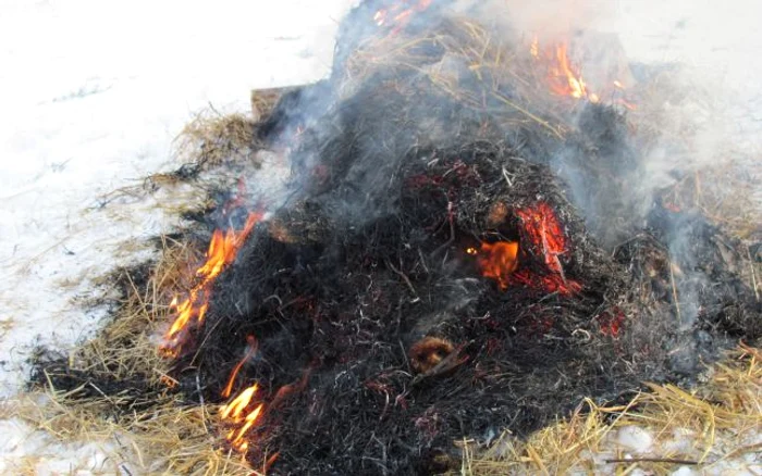 Ritualul tăierii porcului în Bucovina