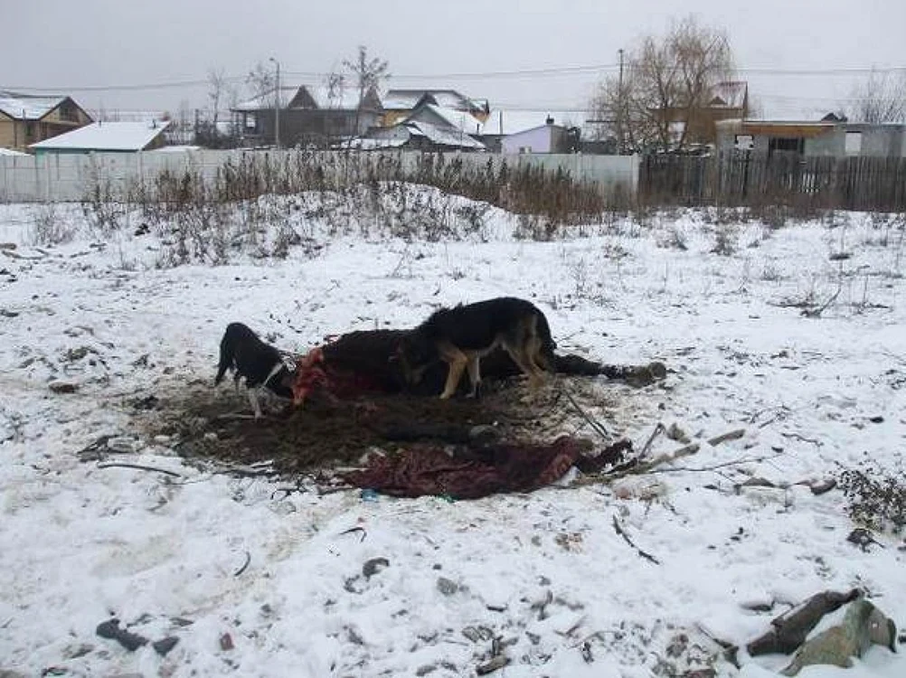 Cadavrul unui cal a fost aruncat pe strada Geniştilor din Craiova