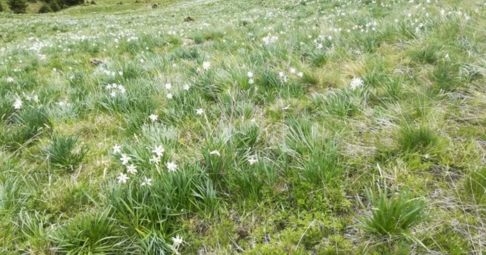 Poiana Narciselor Varful Saca FOTO Jandarmeria bistriţa