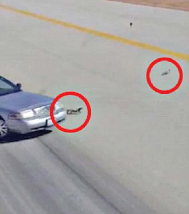 Reptilele au fost alungate de o maşină după ce s-au iubit