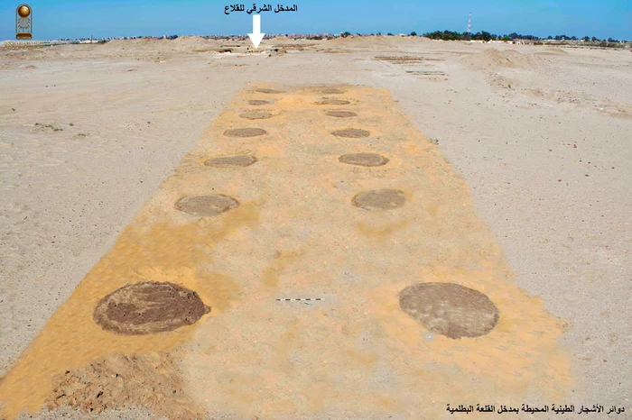 500 de copaci flancau drumul către cetate / foto: Facebook