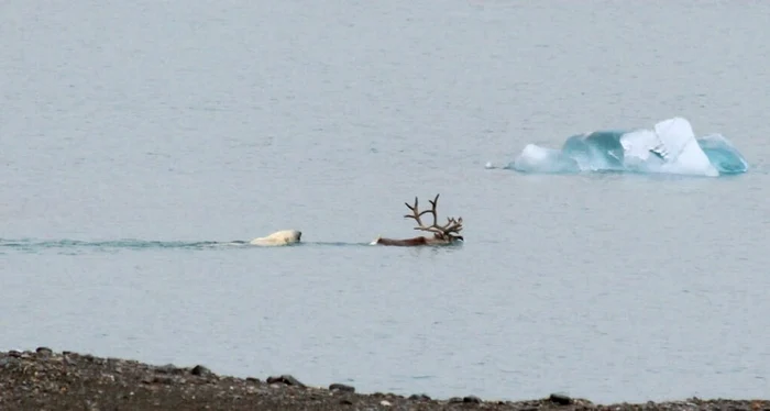 Ursul polar îl urmăreşte prin apă pe ren, îl târăşte la ţărm şi îl devorează  FOTO Captură Video