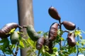 jatoba captura video jpg