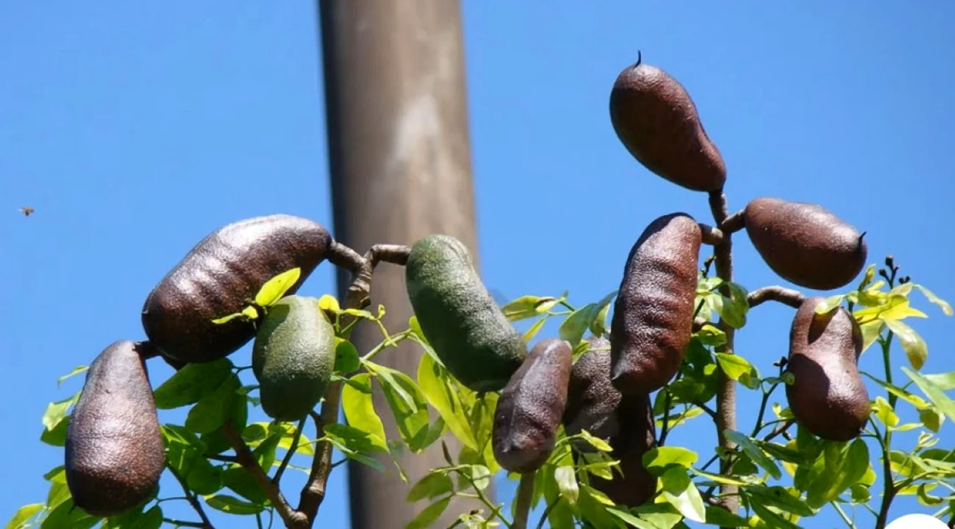Ce beneficii are „păstaia” de jatoba / foto: captură video