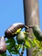 jatoba captura video jpg