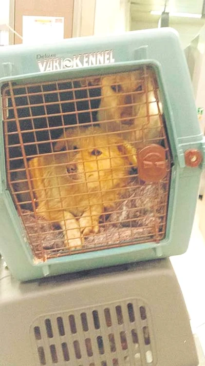 30 de patrupede şi-au  găsit până acum familii  adoptive în străinătate (Foto: asociaţia sufleţel- târgovişte)