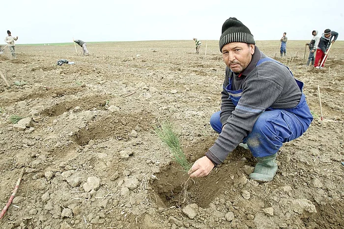 Gică Iancu se ocupă de sădirea pinilor