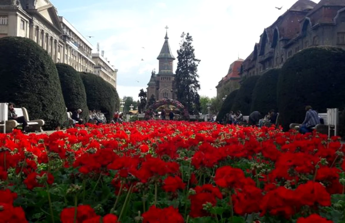Peste 320.000 de flori au inundat centrul Timişoarei FOTO Ş. Both