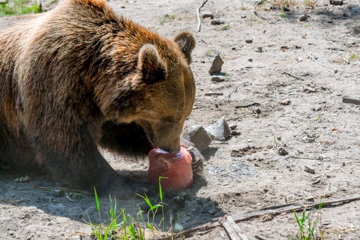 Un urs pofticios a intrat într-o gelaterie din Braşov şi a mâncat jumătate de frigider de îngheţată