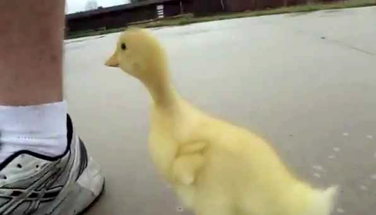 Bobocelul de raţă se chinuieşte să se ţină după «mămica» lui.