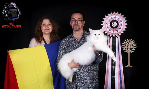 Prosecco, un motan Norvegian de Pădure născut în România (1) jpeg