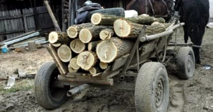 Bacău: Amenzi usturătoare pentru delicte silvice în județ