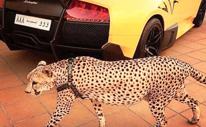 Ghepardul, cel mai bun paznic pentru Lamborghini
