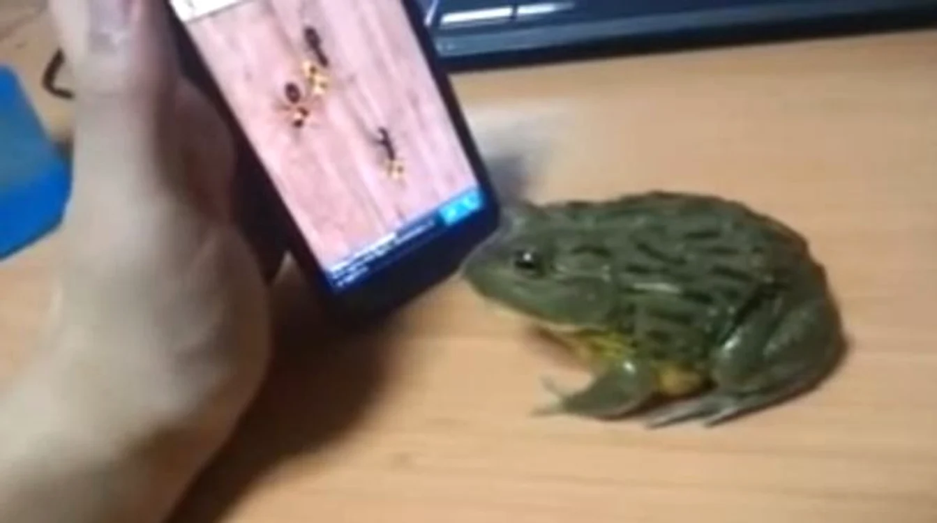 
    Broscuţa s-a răzbunat groaznic pe bărbatul care voia să o dresezeFoto: Captură Youtube  