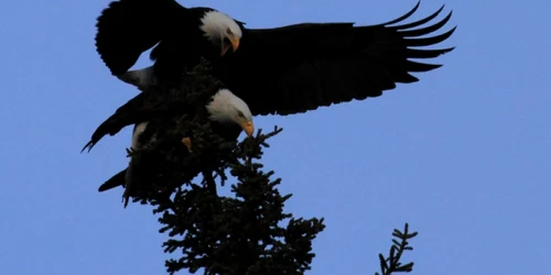 Doi vUlturi pleşuvi se luptă pentru un biban pe vârful unui molid lângă Sand Lake în  Anchorage Alaska FOTO AP