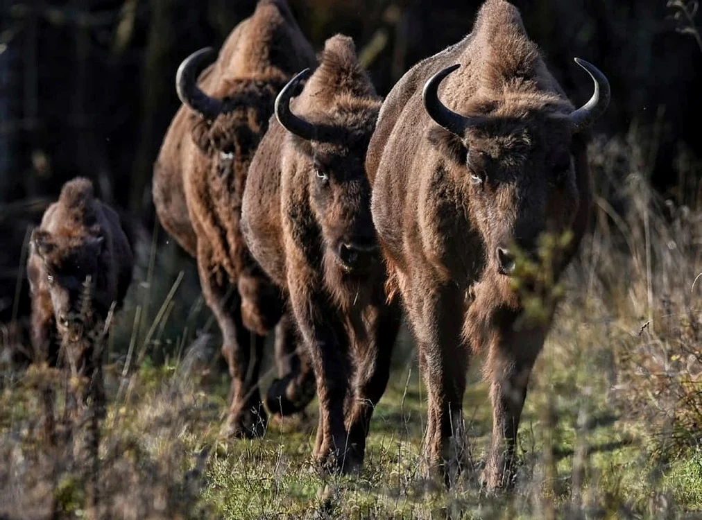 Zimbri în libertate, hălăduind prin codrii Neamţului FOTO Felicia Aron