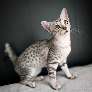 Campionatul Mondial Felin – FIFe World Winner Show 2025