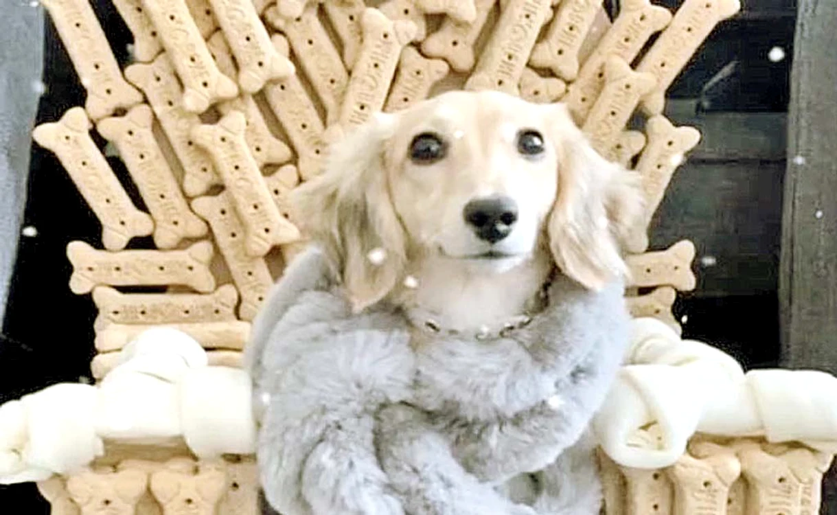 
    Cățelușa Khaleesi se simte ca o veritabilă  regină pe tronul ei din biscuiți  