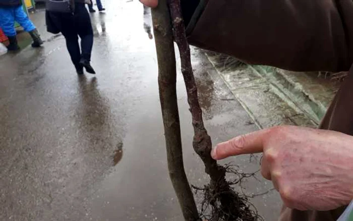 Altoirea pomilor se face primăvara sau spre finalul verii Foto: Angela Sabău