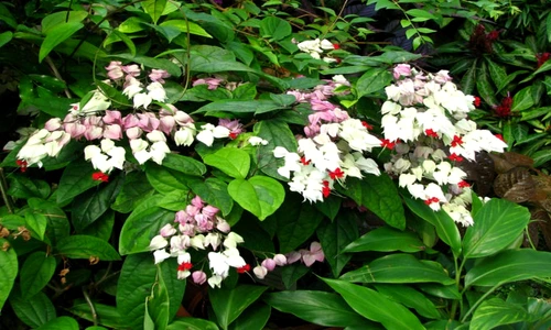 1 82079 original jpg jpeg