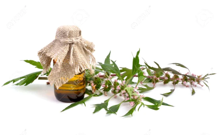 
    Talpa-gâştei ajută la diminuarea tulburărilor gastrointestinale.www.clicksanatate.ro  